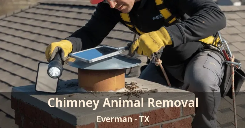 Chimney Animal Removal Everman - TX